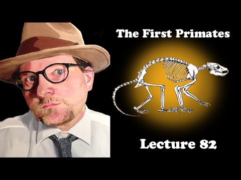 What were the first true primates called?