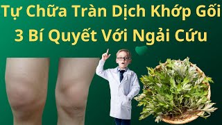 Tự Chữa Tràn Dịch Khớp Gối Ngay Tại Nhà - 3 Bí Quyết Chỉ Với Cây Ngải Cứu