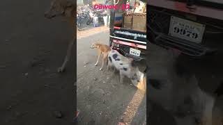 Dog pig sex||pakistan||dog mating/Dog and pig sex Pig sex