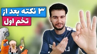 سه نکته مهم بعد از گذاشتن تخم اول عروس هلندی،قناری،مرغ عشق و سایر پرندگان زینتی