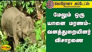 மேலும் ஒரு யானை மரணம் - வனத்துறையினர் விசாரணை | Kerala Elephant