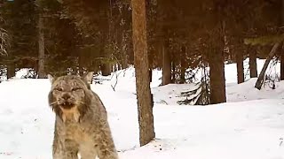 猞猁攻击兔子，速度竟如此迅速，摄像头记录一切