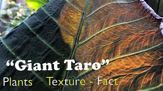 The Wondering Leaf - Giant Taro Black Stems ( Alocasia macrorrhizos ) A Garden CAT - EP36