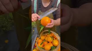 Ehime Jelly Orange, fresh seasonal fruit, Orange harvesting