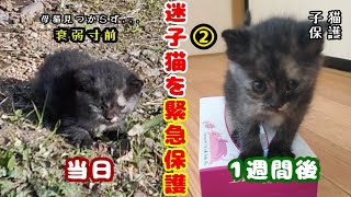 【緊急保護決断②】衰弱寸前で保護したサビ赤ちゃん猫を朝イチで病院へ連れていきました | Adorable Cats Protecting