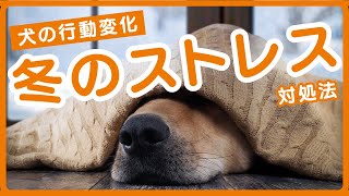 犬の行動変化：冬のストレス対処法