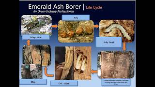 Basic EAB Biology and Why You Need to Plan