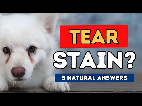 Tear Staining in Dogs: 5 Natural Answers Tear Staining in Dogs: 5 Natural Answers