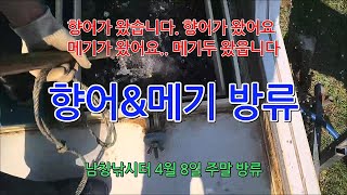 향어,메기 주말 방류 - 남창낚시터 4월 8일 -