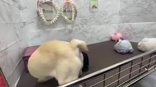 ペットショップ犬の家＊京都精華店　フレブル