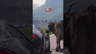 الموقف صادم :  Cow hits the car 😵‍💫