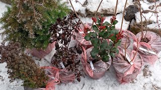 Зелена Садиба - найкращі!🥳😻😸 Новинки🌲🌿🌸🌱💮🌼🇺🇦