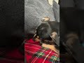 don’t mess with loki dogshorts yazziefamily yazzievlogs gremlin toenail vicious chiweenie