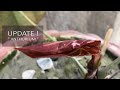 UPDATE OF Anthurium magnificium dying leaves ( Rare Plant ) Care without repot // A garden Cat EP 28