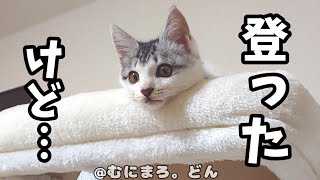 子猫が初めてキャットタワーの頂上に気付いたらこうなりました。