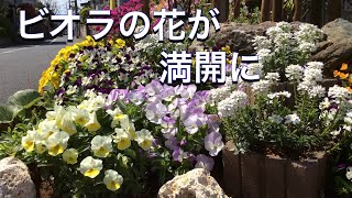 これは面白い！花柄摘みをやってみたら・・・ビオラの花が満開に！