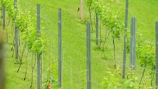 Grape growers are needed in Virginia