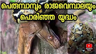 പെരുമ്പാമ്പിന്റെ തലയിൽ കടിച്ച് രാജവെമ്പാലയും രാജവെമ്പാലയെ വരിഞ്ഞു മുറുക്കി പെരുമ്പാമ്പും 🥺