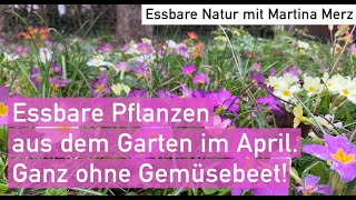 Essbare Pflanzen aus dem naturnahen Garten Anfang April – Vitamine ernten ganz ohne Gemüsebeet