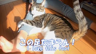 A cat who loves my daughter's feet【Rescued cat】