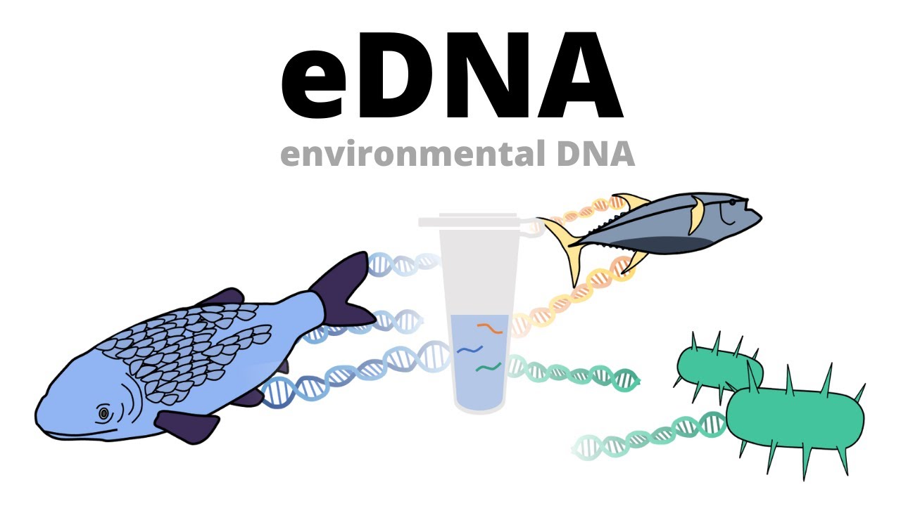 Biomonitoring Using Edna Environmental Dna Youtube