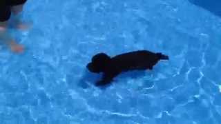 トイプードル　黒　初めてのプール泳ぎ　Black toy poodle puppy Cookie  swimming