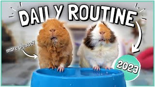 Daily Guinea Pig Routine 2023!
