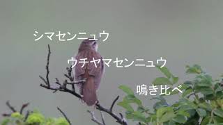 シマセンニュウ ウチヤマセンニュウ鳴き比べ01