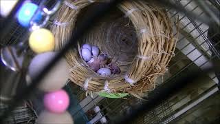 20210126、文鳥のヒナ６羽生まれました！、ぶんちょる、文鳥、ヒナ