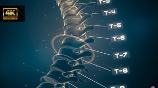 Animation, Infographic, Vertebral Column, Thoracic Spine|| No Copyright Video 4k ||