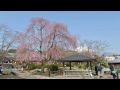 桜だより　富士山本宮浅間大社