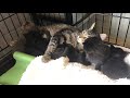 Lucky Dog Animal Rescue's Margarita Adopts Seven Kittens