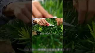 修剪#造型罗汉松 为什么要把云片底部疏空 #你学会了吗 #经验分享