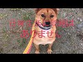 【保護犬から家庭犬へ】卒業犬タクヤ編【新しい家族が決まりました】