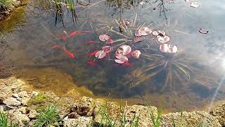 22.04.23 міні ставочок. Mini pond.