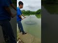 用鸡腿和升降网捕鱼的收获harvesting with chicken legs and lift nets fish 户外捕鱼 抓鱼 satisfying outdoors 农村生活