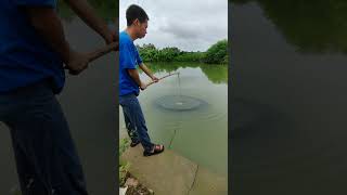 用鸡腿和升降网捕鱼的收获Harvesting with chicken legs and lift nets  #fish #户外捕鱼 #抓鱼 #satisfying #outdoors #农村生活