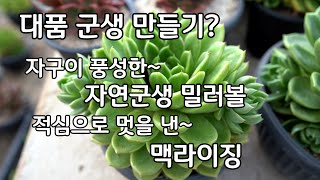 다육이 군생만들기 자연군생 밀러볼 적심군생 맥라이징