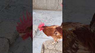 Adorable Rooster Crowing Sounds | Amazing Rooster Crowing Loudly | shorts🐓💕