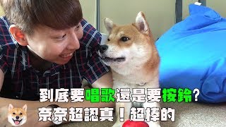 【柴犬Nana(奈奈)】到底是要唱歌還是要按鈴?奈奈超認真超棒的