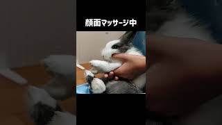 うさぎの顔面マッサージ #Shorts