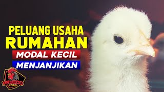 MENGGIURKAN! PELUANG USAHA RUMAHAN Modal Kecil | Asyiknya BETERNAK AYAM