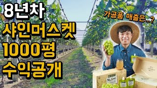 샤인머스켓 가공해 대기업에 납품한 32살 청년농부. 8년차 포도 농부의 수익은...? [경산 샤인머스켓] 샤인머스켓 농사