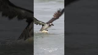 Osprey trying her hardest to pull a fish from the ocean