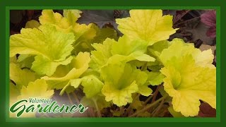 Heucheras | Volunteer Gardener