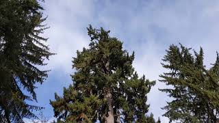 Quinault spruce (Picea sitchensis)