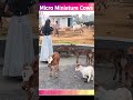 Mini cows Goshala #video #farming #animals #india #youtube #dance #viral #trending