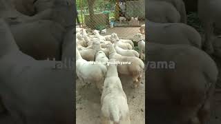 Top Bandur Sheeps | #bandursheep #bandur #sheepfarming #sheep #mandya