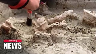 12,000-year-old elephant remains discovered in Chile