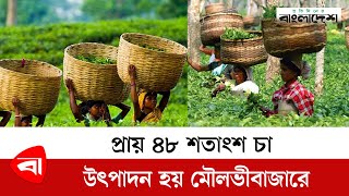 প্রায় ৪৮ শতাংশ চা উৎপাদন হয় মৌলভীবাজারে | Moulvibazar Tea | Moulvibazar Tea Garden